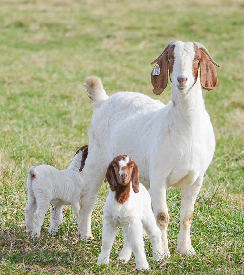 A white goat with brown ears stands in a grassy field alongside two small kids. One goat is looking directly at the camera, while the other is grazing. All have white fur with brown markings on their heads.
