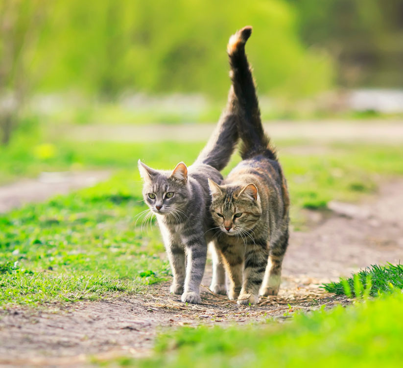 Two cats walk closely together on a dirt path surrounded by green grass and blurred foliage in the background. One cat is grey and the other is a tabby with orange and brown markings, both with their tails raised—as if they just returned from a check-up at the veterinarian.