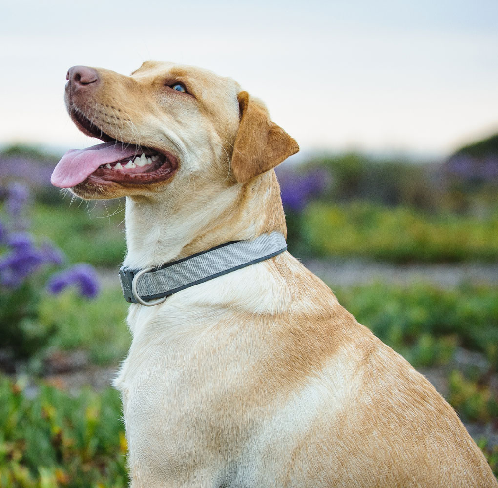 A happy Labrador Retriever with a light coat and wearing a grey collar sits outdoors. The dog is looking upwards with its mouth open and tongue out, seemingly waiting for a treat from the veterinarian. The background features blurred greenery and purple flowers.