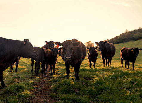 A group of black cows stands on a grassy field during sunset, their silhouettes highlighted by the warm golden light. The veterinarian watches closely, ensuring their well-being against the green landscape. Hills and a clear sky paint the serene background.