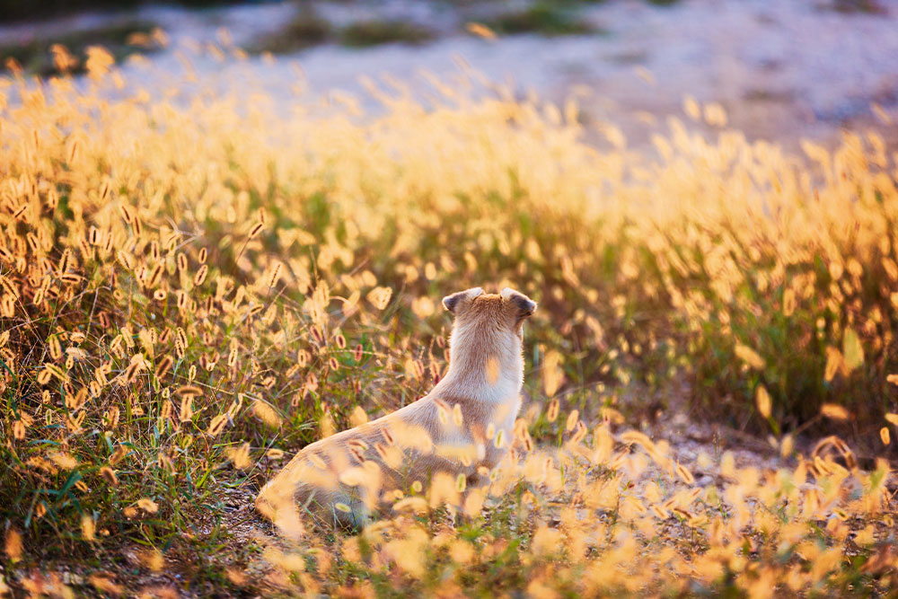 A small dog sits in a field of tall, golden grass, gazing towards the horizon. The scene is lit by warm, late afternoon sunlight, creating a serene and peaceful atmosphere.