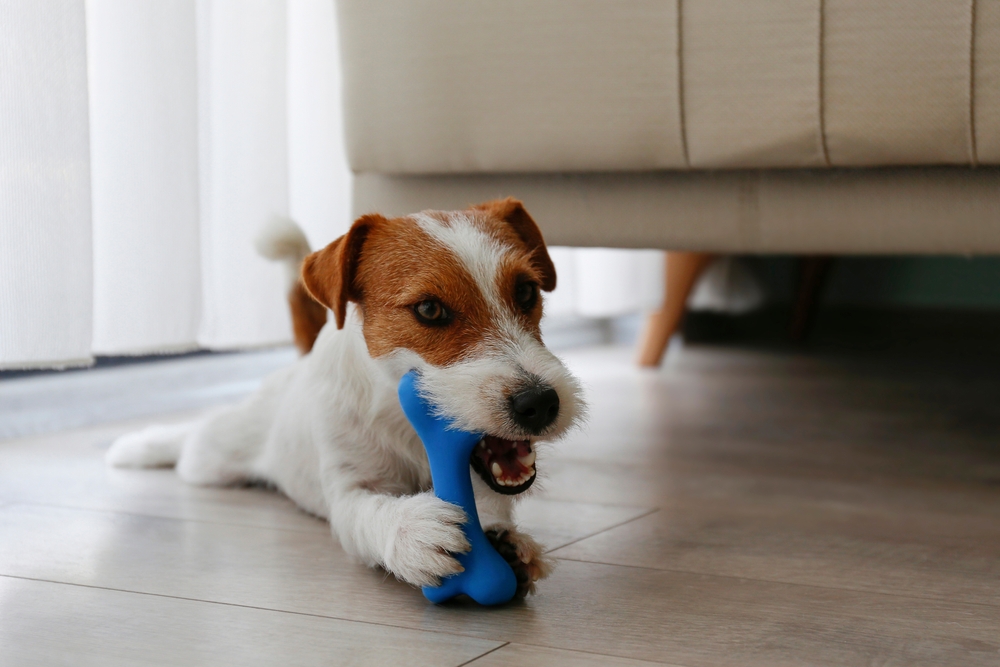 A small brown and white dog lies on a wooden floor, chewing on a blue bone-shaped toy near a beige couch and sheer curtains.