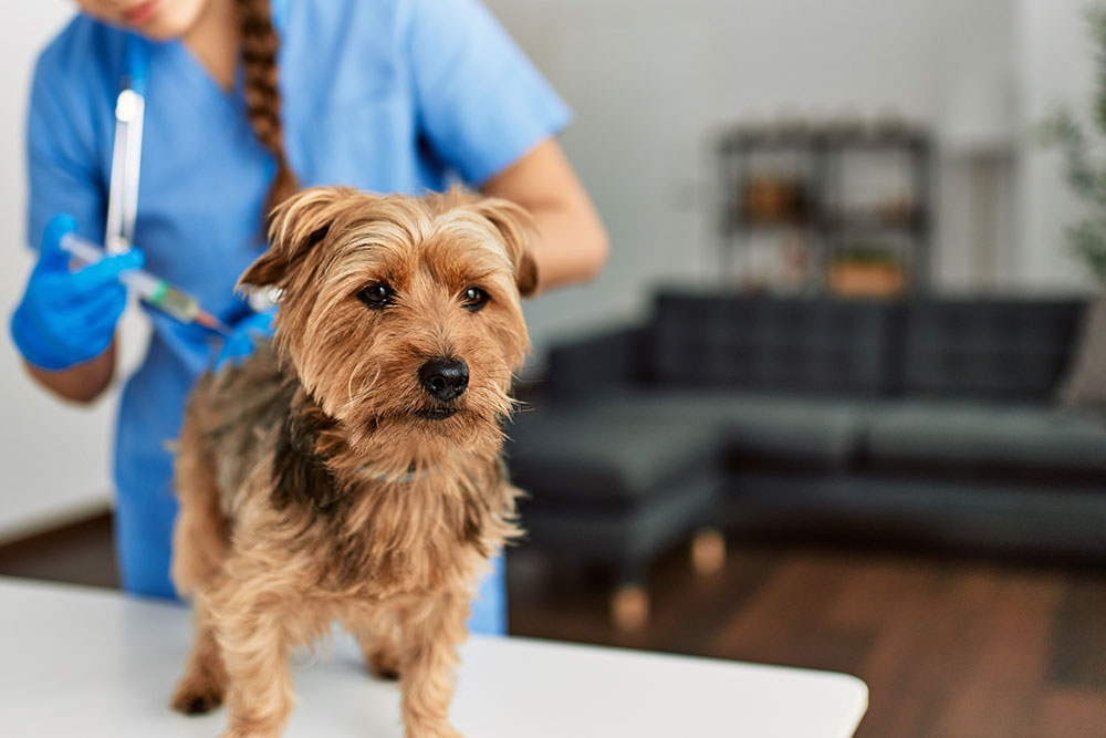 A small, fluffy dog stands on a table in a veterinary clinic. A veterinarian wearing blue scrubs and gloves is holding a syringe behind the dog. A gray couch and shelves are blurred in the background.