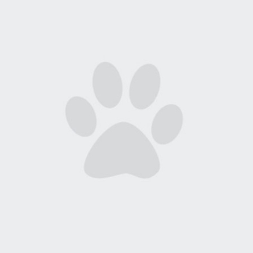 A grey paw print centered on a plain white background. The paw print consists of one large pad at the bottom and four smaller oval-shaped pads arranged in a semicircle above it. The background is plain and unadorned, emphasizing the paw print, reminiscent of a veterinarian's clinic logo.
